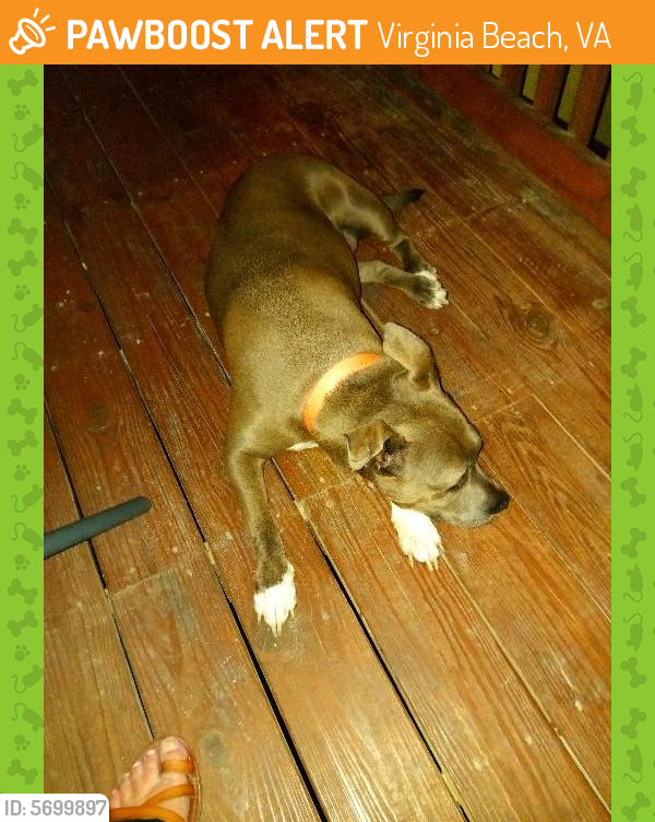 Found/Stray Unknown Dog last seen Kentucky ave/bonney rd, Virginia Beach, VA 23462