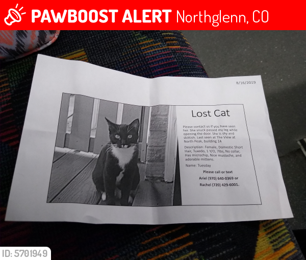 Lost Unknown Cat last seen Near pecos st , Northglenn, CO 80234