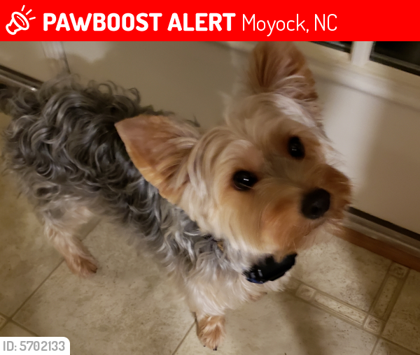 Lost Male Dog last seen Backyard in Crown Point, Moyock, NC 27958