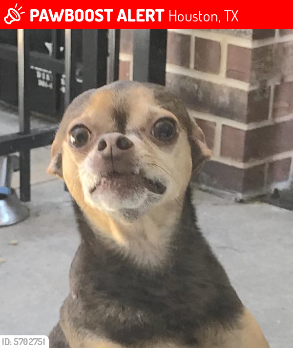 Lost Male Dog last seen Antoine , Houston, TX 77086