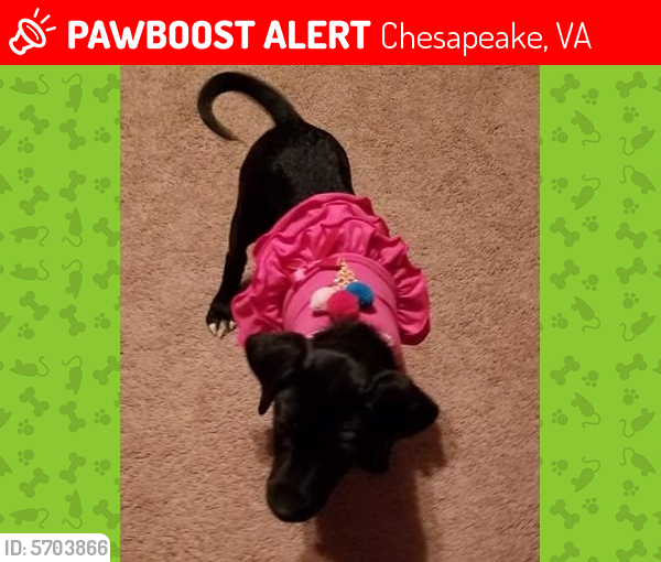 Found/Stray Female Dog last seen waterford/cheshire forest, Chesapeake, VA 23322