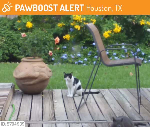 Rehomed Unknown Cat last seen Winkbow & Metrodale, Houston, TX 77040