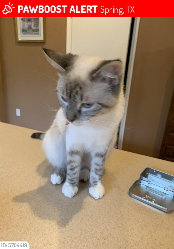 Lost Female Cat last seen Spring Trails Bend and Kylie Court , Spring, TX 77386