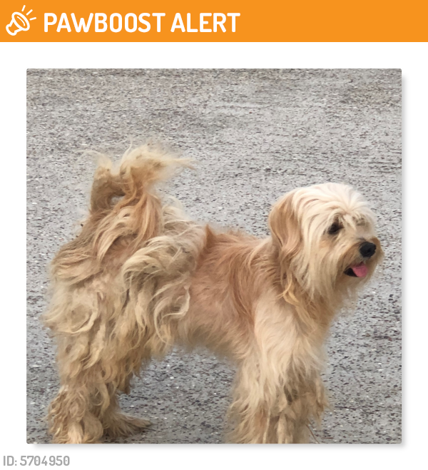 Found/Stray Male Dog last seen N. Cypress Houston and Marwood Estates , Marwood Estates, TX 77070