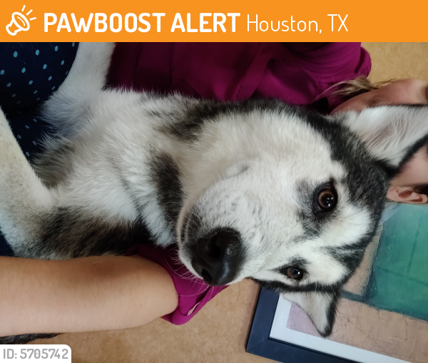 Found/Stray Female Dog last seen Hardy toll road, Houston, TX 77073