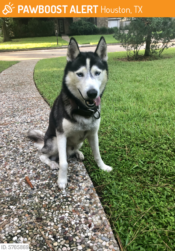 Found/Stray Male Dog last seen Paradise Valley / Havenwoods Dr, Houston, TX 77066