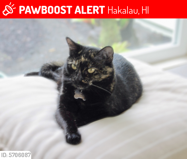 Lost Female Cat last seen Pueo’ihi Rd near Chinchuck, Hakalau, HI 96728