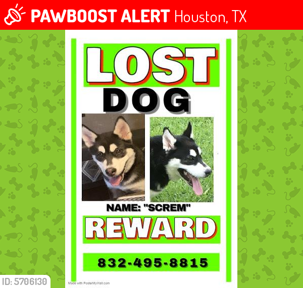 Lost Male Dog last seen Near vickie springs ln 77086, Houston, TX 77086