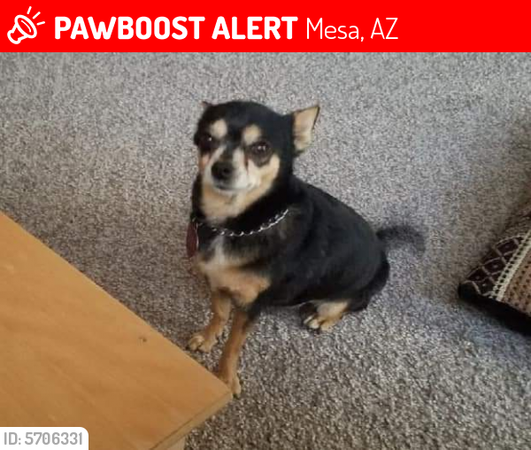 Lost Female Dog last seen Sossaman & Southern, Mesa, AZ 85208