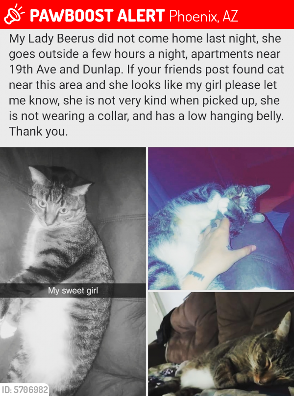 Lost Female Cat last seen 19th Ave & Dunlap/ 19th Ave & Northern, Phoenix, AZ 85021