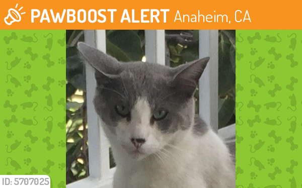 Found/Stray Male Cat last seen Lincoln, Anaheim, CA 92805