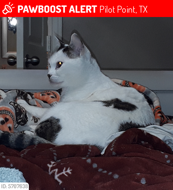 Lost Male Cat last seen St john road and yellow rose lane, Pilot Point, TX 76258