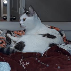 Lost Male Cat last seen St john road and yellow rose lane, Pilot Point, TX 76258