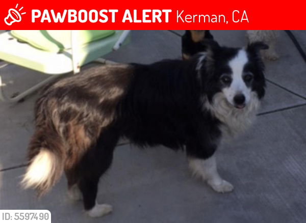 Lost Female Dog last seen Stanislaus & Merlot, Kerman, CA 93630