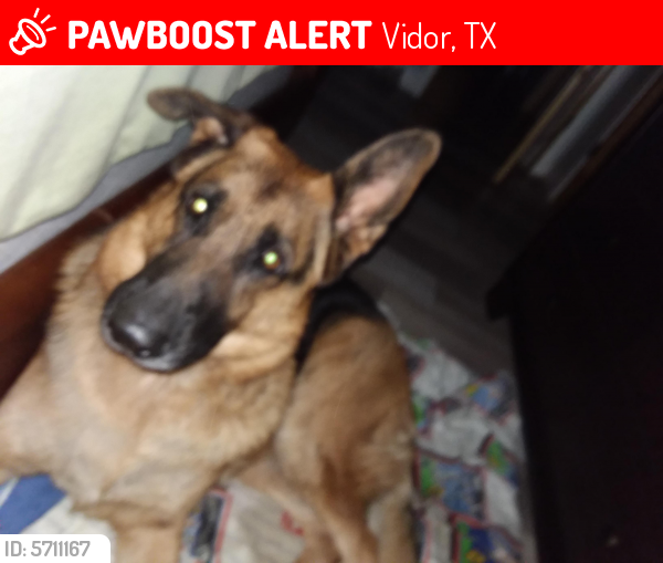 Lost Female Dog last seen Near exit 1131, Vidor, TX 77662