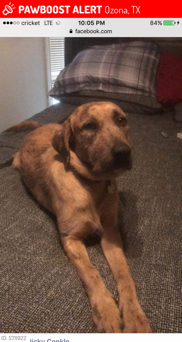 Lost Male Dog last seen Exit 368, Ozona, TX 76943