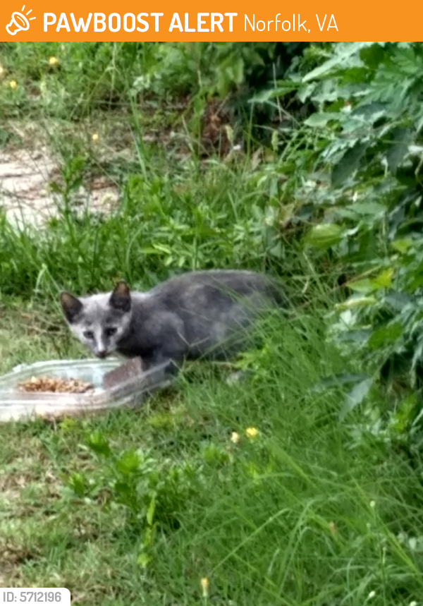 Found/Stray Male Cat last seen Near block west ocean view ave, Norfolk, VA 23503