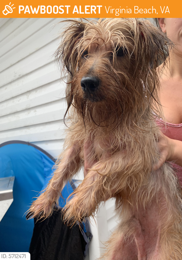 Found/Stray Male Dog last seen Manchester Village, Virginia Beach, VA 23453