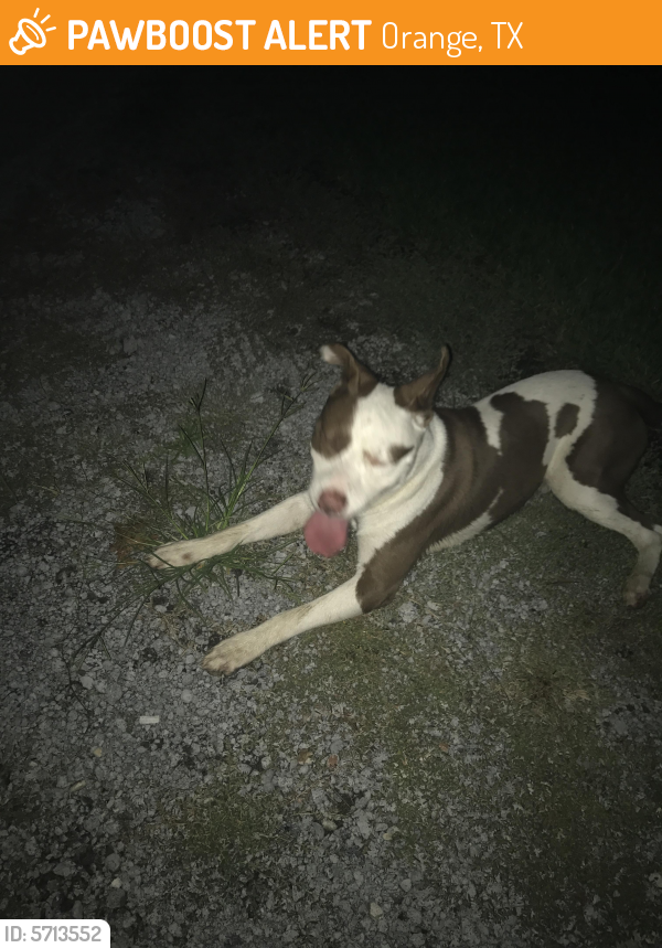 Found/Stray Male Dog last seen Hwy 1442, Orange, TX 77632