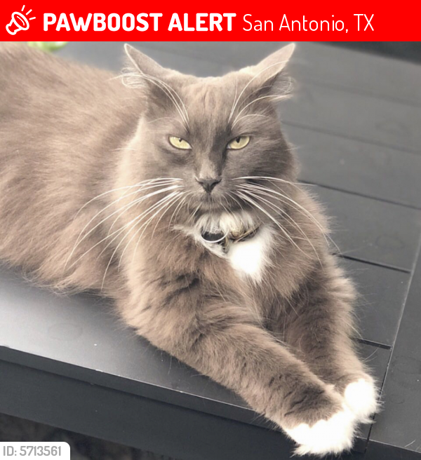 Lost Female Cat last seen King William & Johnson, San Antonio, TX 78204