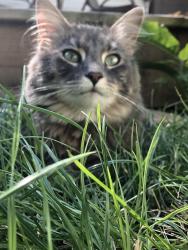Lost Male Cat last seen Near Johnson st, Minneapolis, MN 55418