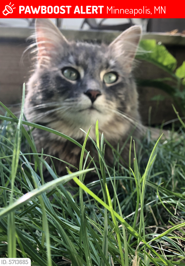Lost Male Cat last seen Near Johnson st, Minneapolis, MN 55418