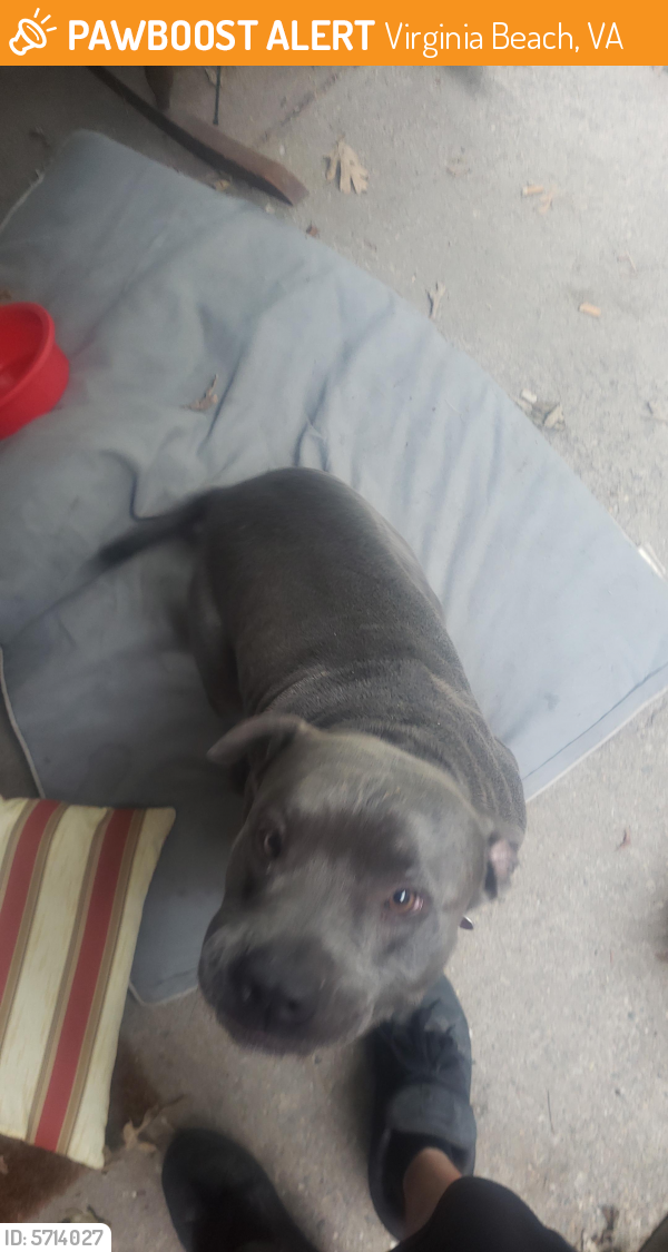 Found/Stray Male Dog last seen Level green , Virginia Beach, VA 23464