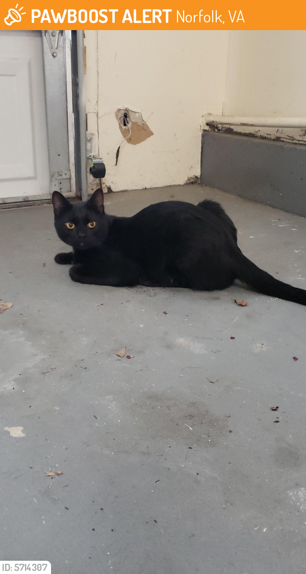 Found/Stray Unknown Cat last seen Lincoln Military Housing, Norfolk, VA 23505