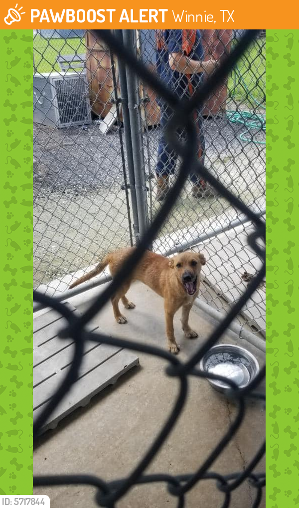 Rehomed Female Dog last seen Female Australian Shepherd and Female Cur picked up on Campbell Together. 8.26.19 In Chambers County., Winnie, TX 77665