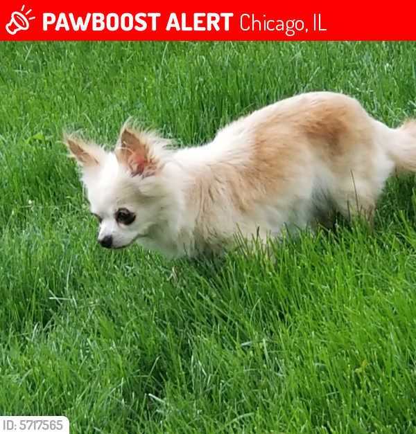 Lost Female Dog last seen Near and normal , Chicago, IL 60628