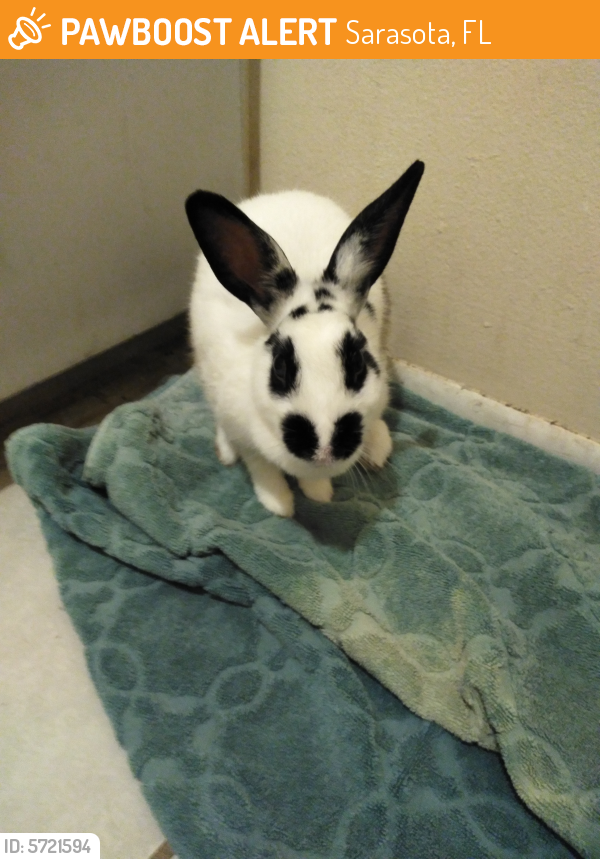 Sarasota, FL Stray Male Rabbit Found Near Royal Palm and Mecca | PawBoost