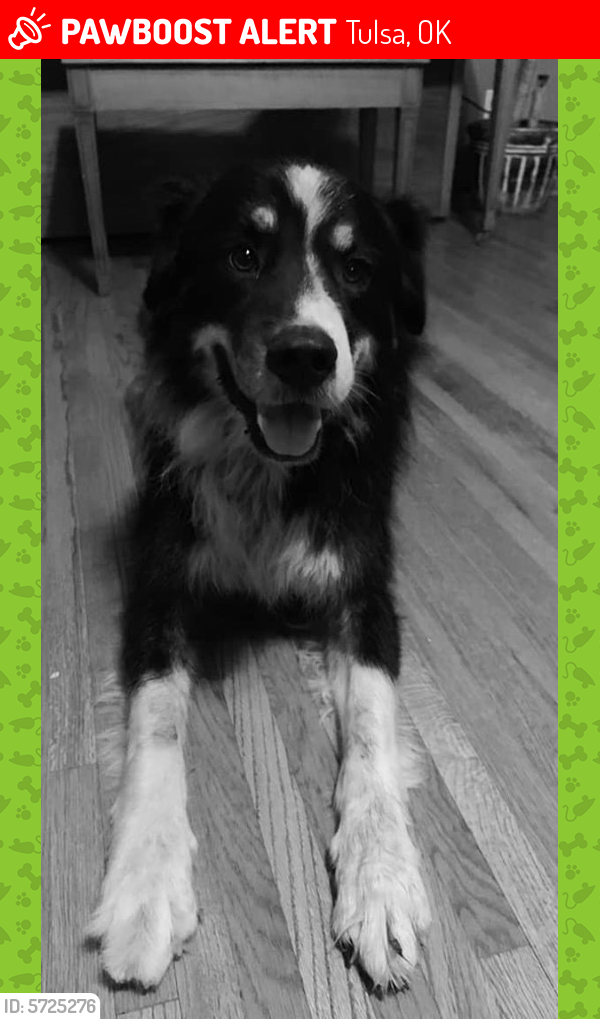 Lost Male Dog last seen Sandusky and marshal , Tulsa, OK 74115