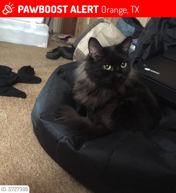 Lost Unknown Cat last seen Shelly drive in orange Texas , Orange, TX 77632