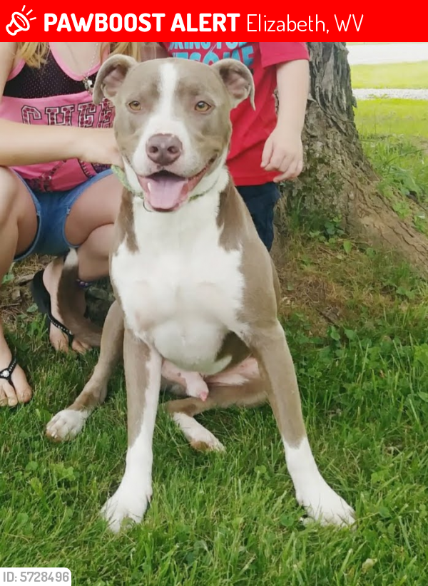 Lost Male Dog last seen Rt 5, Elizabeth WV, Elizabeth, WV 26143