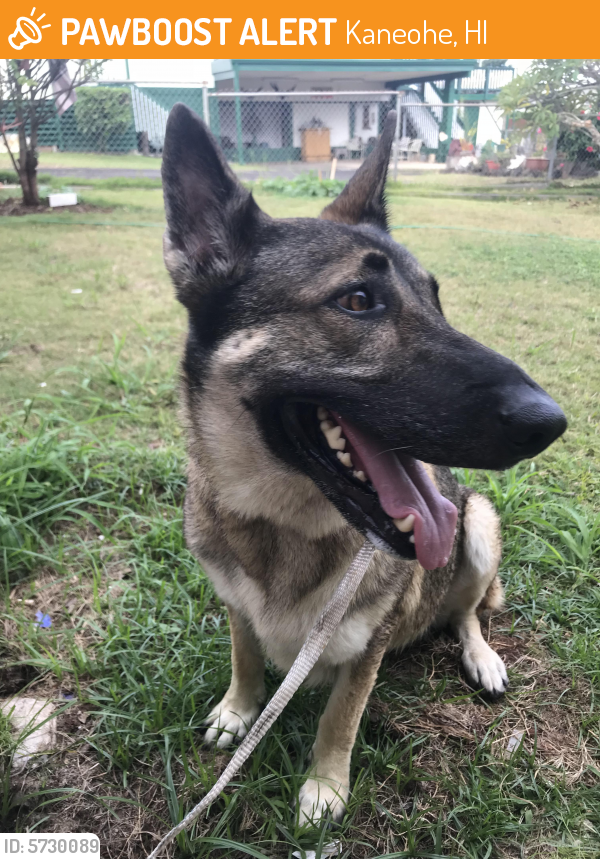 Found/Stray Female Dog last seen Lilipuna Rd and Makamae Rd, Kaneohe, HI 96744