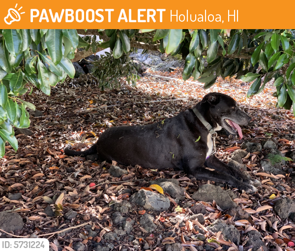 Found/Stray Female Dog last seen Mamalahoa Hwy mauka mile marker 7, Holualoa, HI 96725