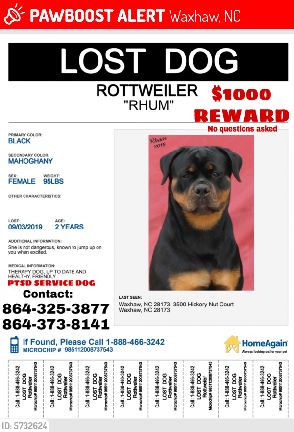 Lost fashion rottweiler