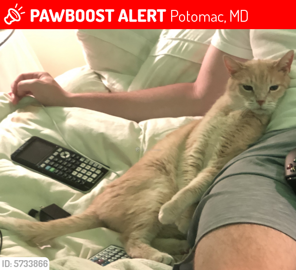 Lost Male Cat last seen Brushwood Way and Brushwood Terrace , Potomac, MD 20854