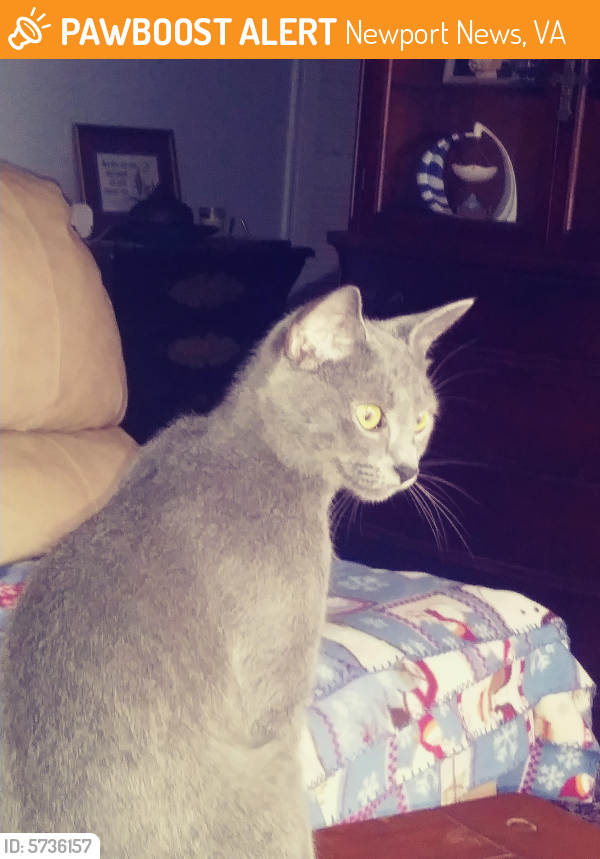 Rehomed Unknown Cat last seen Thorncliff and Warwick, Newport News, VA 23608