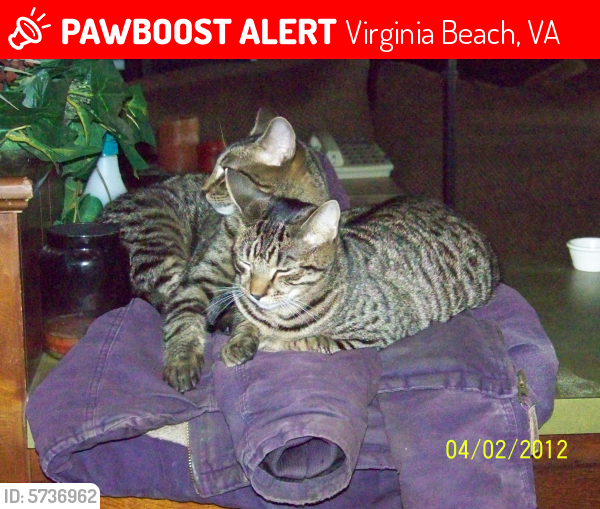 Lost Male Cat last seen blackwater and indian creek next to fire dept, Virginia Beach, VA 23457