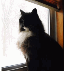 Lost Male Cat last seen Koniska Street, Glencoe, MN 55336