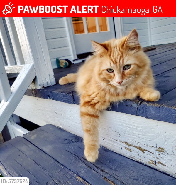 Lost Male Cat last seen Red Belt Road, Chickamauga, GA 30707
