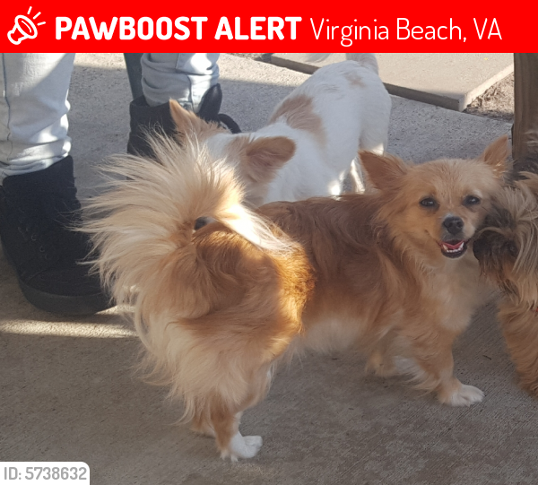 Lost Female Dog last seen Baker rd & Newtown, Virginia Beach, VA 23462