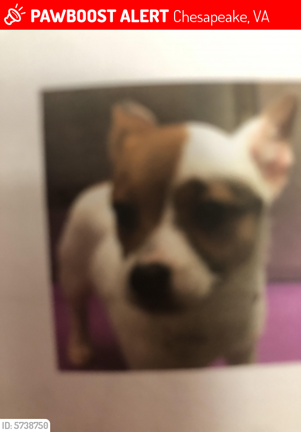 Lost Female Dog last seen Indian river and sparrow rd, Chesapeake, VA 23323