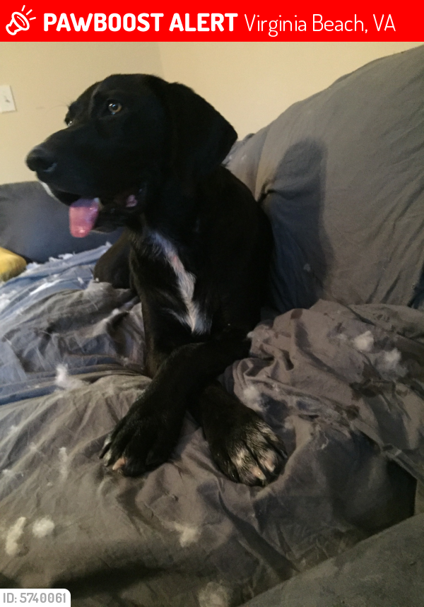 Lost Male Dog last seen Lynnhaven and S Independence, Virginia Beach, VA 23453