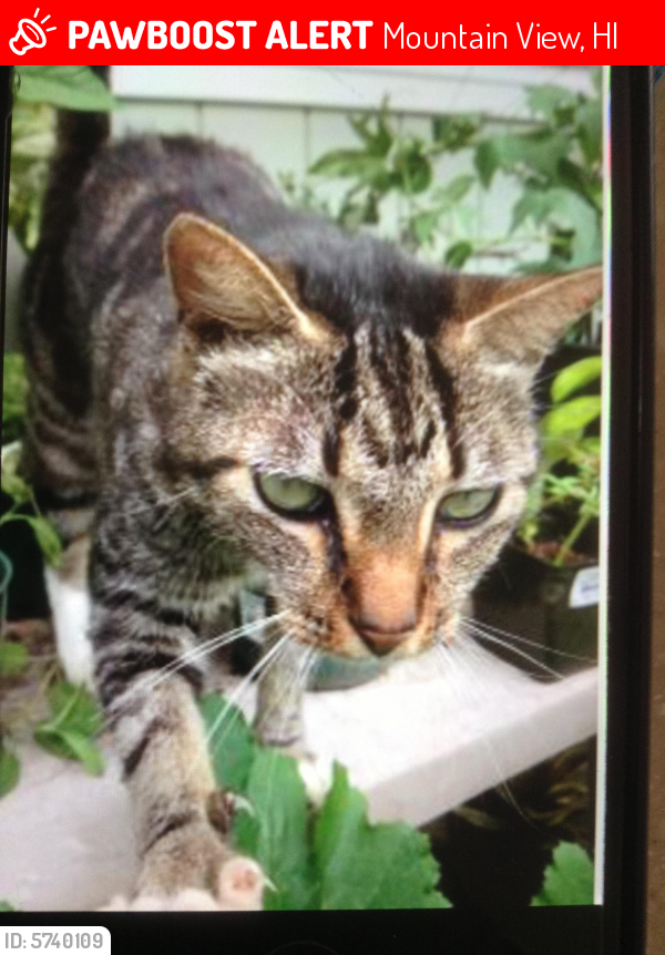 Lost Female Cat last seen Mauna Kea street, Mountain View, HI 96771