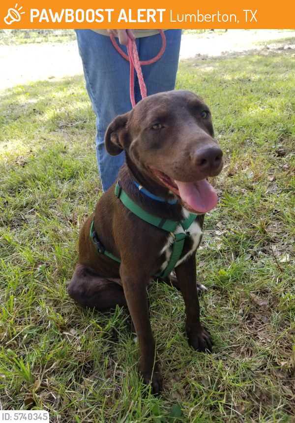 Rehomed Male Dog last seen Hwy 69, Lumberton, TX 77657