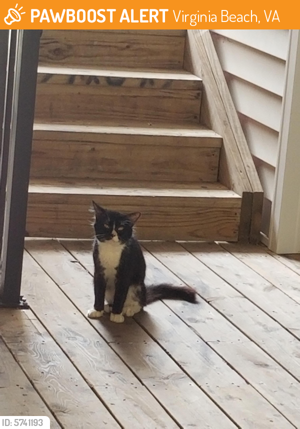 Found/Stray Unknown Cat last seen At the apartment building, Virginia Beach, VA 23464
