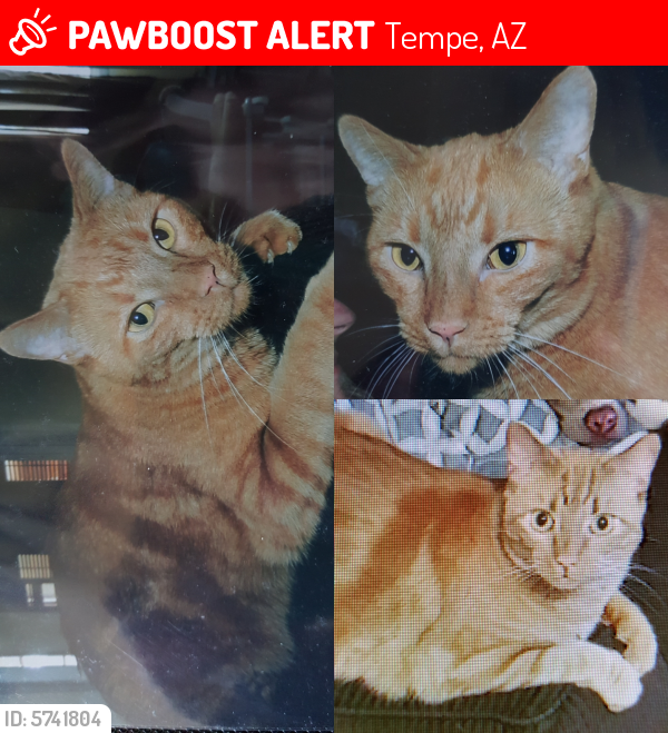 Lost Male Cat last seen Rural/East Loyola, Tempe, AZ 85282