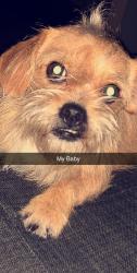 Lost Female Dog last seen Avery park apartments, Fairfield, CA 94533